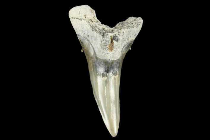 Snaggletooth Shark (Hemipristis) Lower Tooth - Aurora, NC #180174